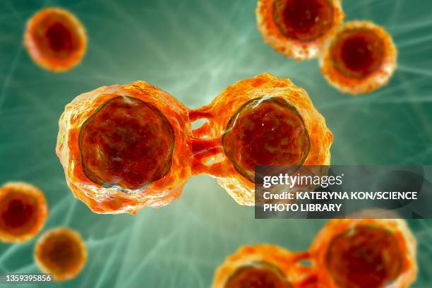 stem cells, illustration - myeloma stock illustrations