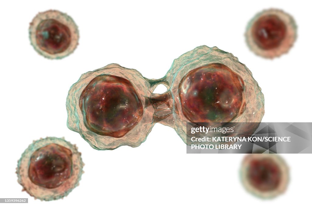 Stem cells, illustration