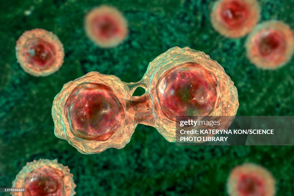Stem cells, illustration