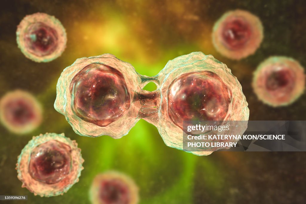 Stem cells, illustration
