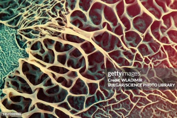 fungal growth on biological material - spore stock pictures, royalty-free photos & images