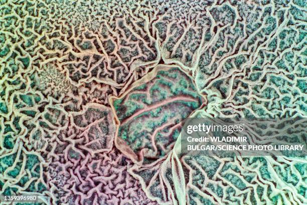 mould on spoiled food - fungus stock pictures, royalty-free photos & images