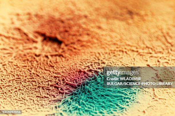 Microbe Texture Microbe Texture Photos and Premium High Res Pictures - Getty Images