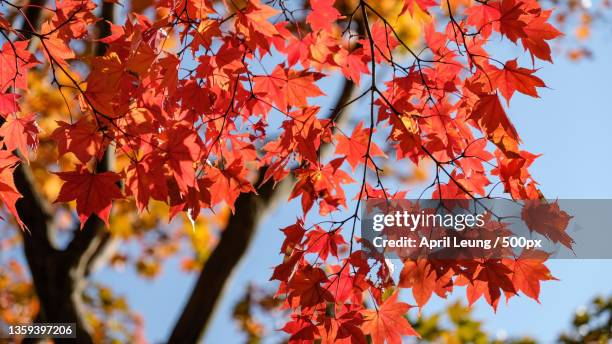 maple tree in autumn with vivid colours,japan - japanese maple stockfoto's en -beelden