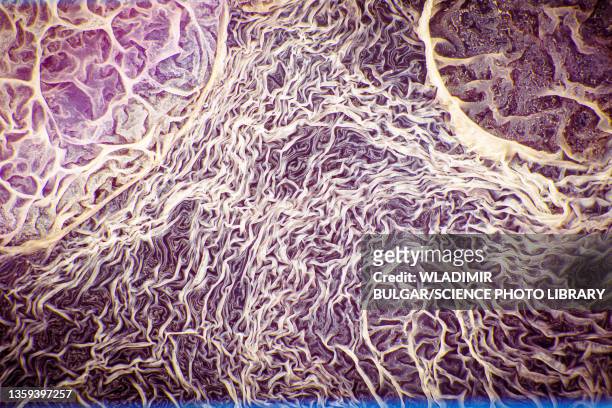 fungal growth on biological material - spore stock pictures, royalty-free photos & images
