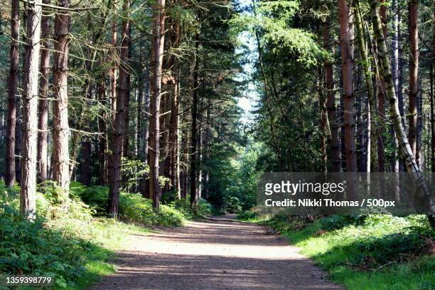 sherwood path,empty road along trees in forest,clipstone,mansfield,united kingdom,uk - mansfield england stock pictures, royalty-free photos & images