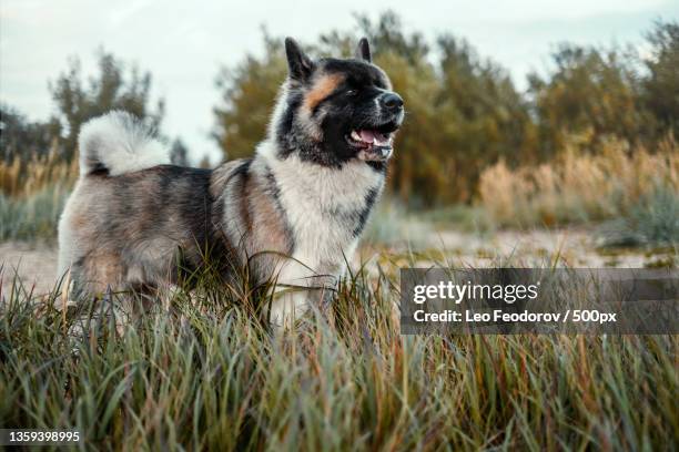varja in the garss,close-up of purebred akita on field against sky - akita inu stock pictures, royalty-free photos & images