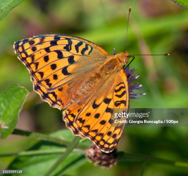 brenthis daphne,close-up of butterfly on leaf,casarolo,scopello,vercelli,italy - fritillary butterfly stock pictures, royalty-free photos & images