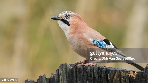 jay - gaai,close-up of eurasian jay perching on wood,de caetsweyers,belgium - jays stock-fotos und bilder