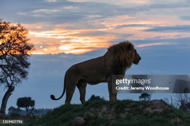 male lion on a termite mound at sunrise - sunrise lions stock pictures, royalty-free photos & images