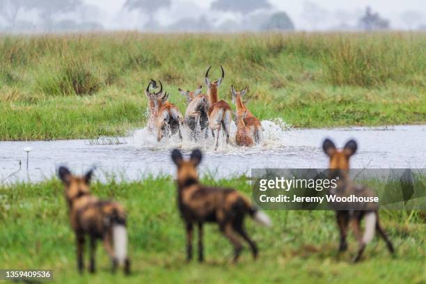 african wild dogs hunting  red lechwe - lycaon photos et images de collection