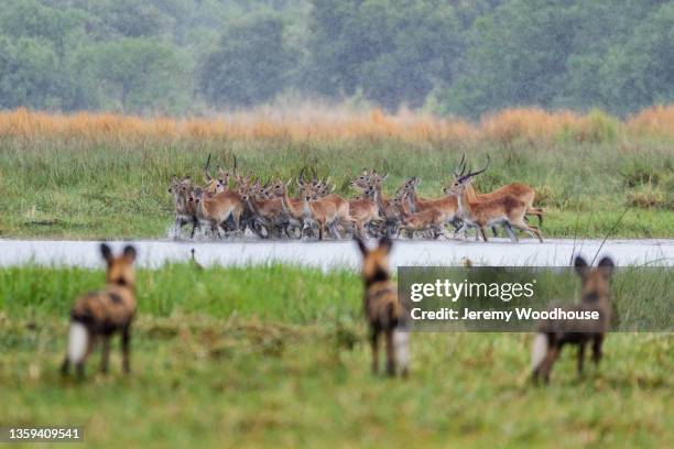 african wild dogs hunting  red lechwe - lycaon photos et images de collection