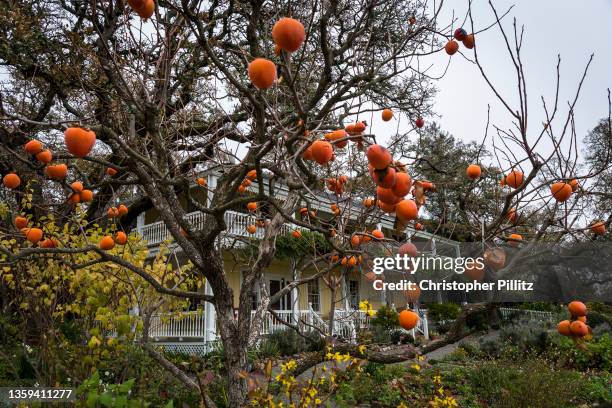 Persimmon fruit tree, also known as a Kaki, frames the main house of the Beltane Ranch, founded in 1892 by Mary Ellen Pleasant on December 4th, 2021...