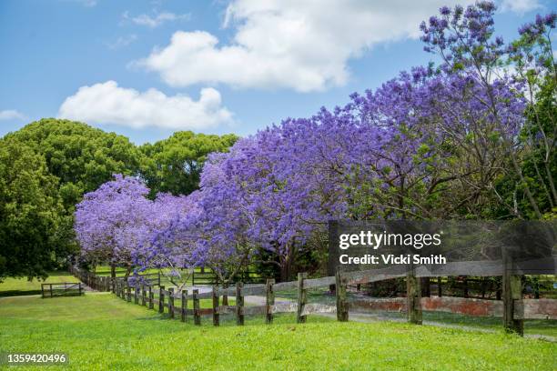 beautiful purple jacaranda tree lined pasture - jacaranda stock pictures, royalty-free photos & images