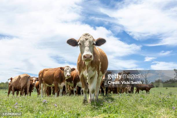 large cow standing in front of the camera with a line of cows beside, green grass and blue sky - winter meadow stock pictures, royalty-free photos & images