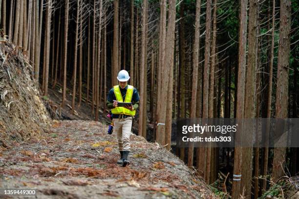 forestry worker using a digital tablet at a selective logging site - forester stock pictures, royalty-free photos & images