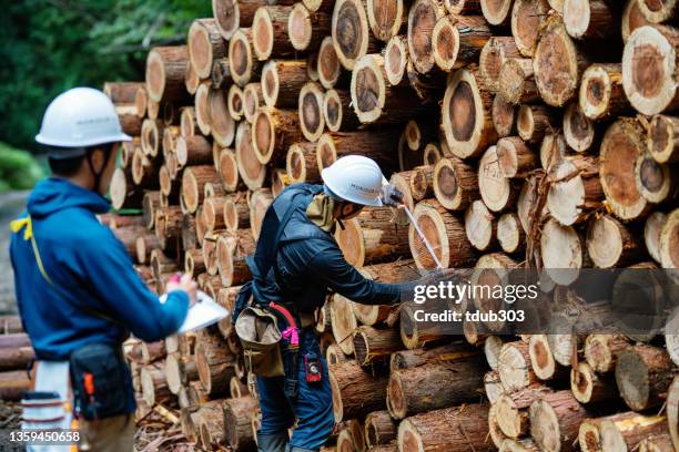 two foresters measuring fallen timber at a selective logging site - gekapte boomstam stockfoto's en -beelden