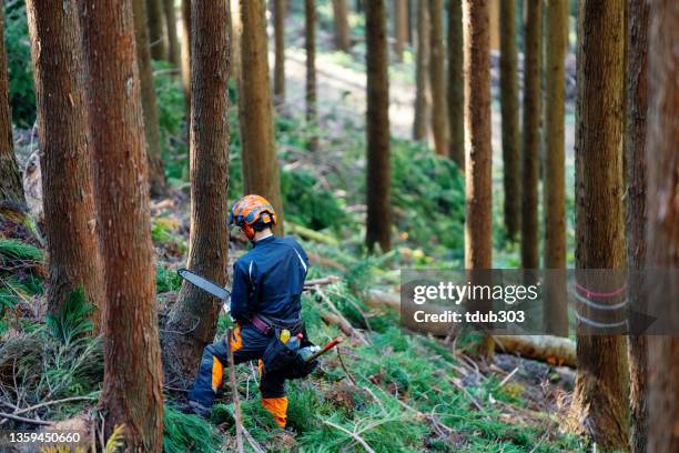 mid adult lumberjack cutting a tree with a chainsaw in the forest - chain saw stock pictures, royalty-free photos & images