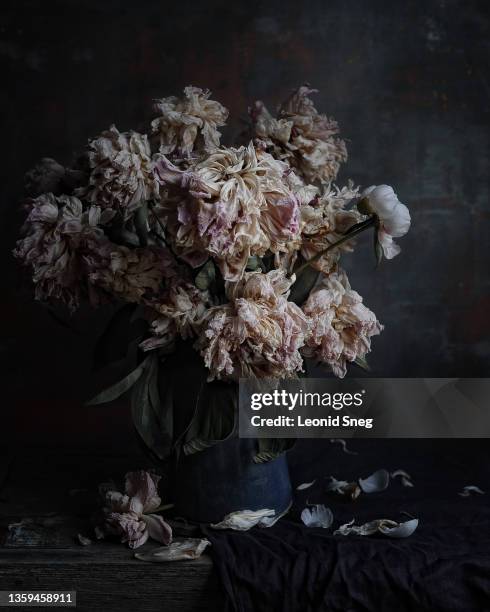 classic still life with a bouquet of wilted peonies flowers in a blue vintage ceramic vase front view on background of gray textured wall closeup - fiori appassiti foto e immagini stock