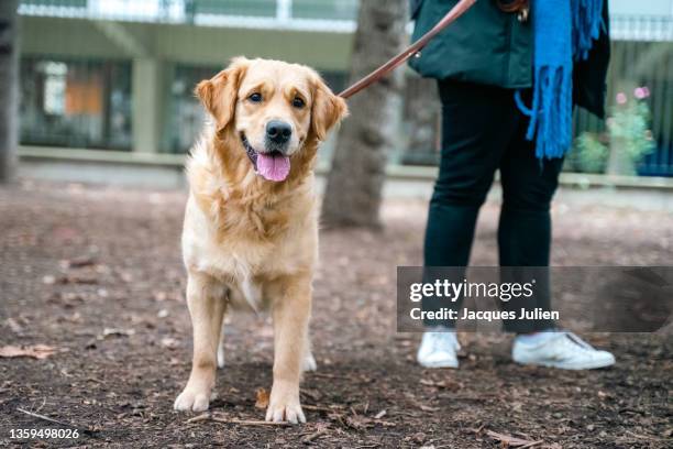 golden retriever outdoor - trained dog stock pictures, royalty-free photos & images