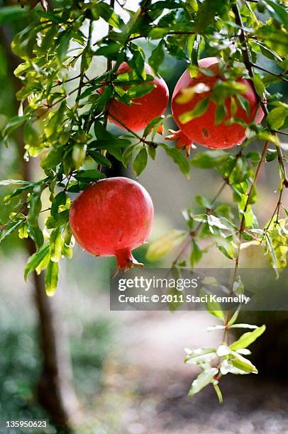 1,717 Pomegranate Tree Photos and Premium High Res Pictures - Getty Images 1,717 Pomegranate Tree Photos and Premium High Res Pictures - Getty Images