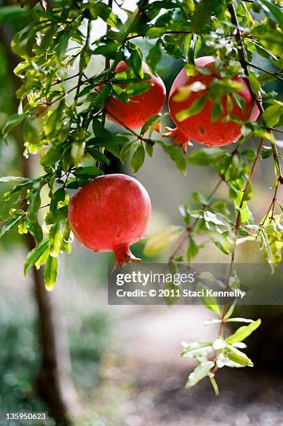 pomegranates in garden - staci stock pictures, royalty-free photos & images