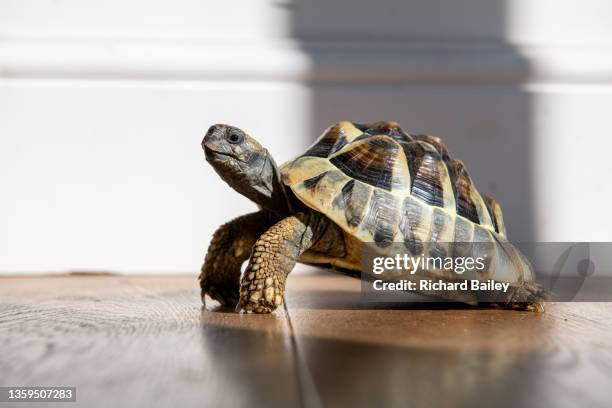 small tortoise on wooden floor in sunlight - tortoise photos et images de collection