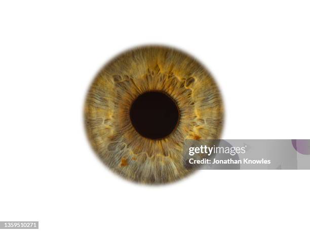 close up hazel eye on white background - hazel eyes stock pictures, royalty-free photos & images