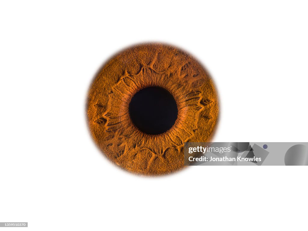 Close up light brown eye on white background