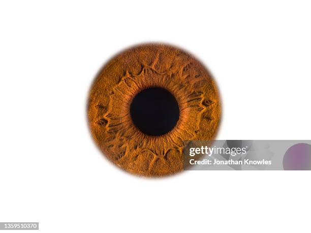 close up light brown eye on white background - cornea stock pictures, royalty-free photos & images