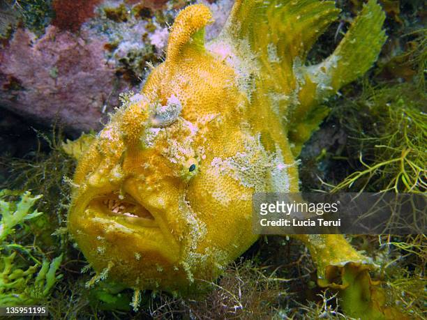 frogfish (antennarius nummifer) - yellow frogfish stock pictures, royalty-free photos & images