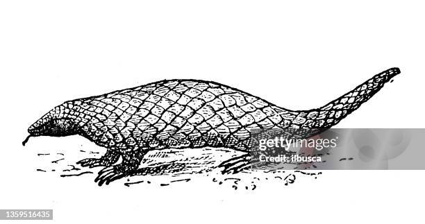 antique illustration: pangolin - pangolin stock illustrations