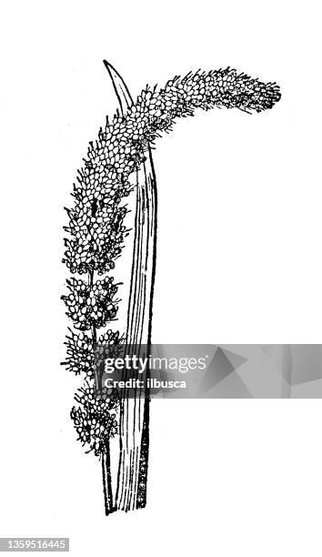 illustrazioni stock, clip art, cartoni animati e icone di tendenza di illustrazione antica: panicum miliaceum, miglio - miglio