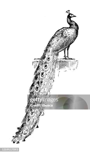 antike illustration: pfau - pfau stock-grafiken, -clipart, -cartoons und -symbole