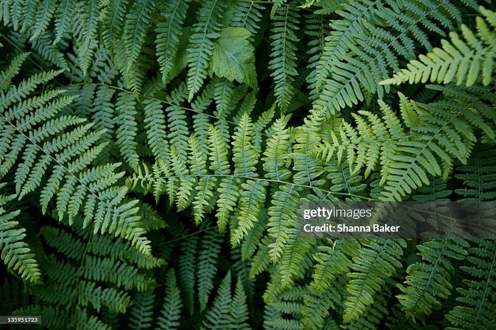 Close up of ferns