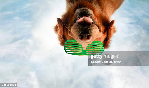 golden retriever in sunglasses - dog sunglasses stock pictures, royalty-free photos & images