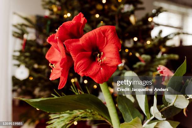 amaryllis with christmas tree lights bokeh - amaryllis fotografías e imágenes de stock