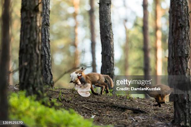 red fox (vulpes vulpes) - fox bildbanksfoton och bilder