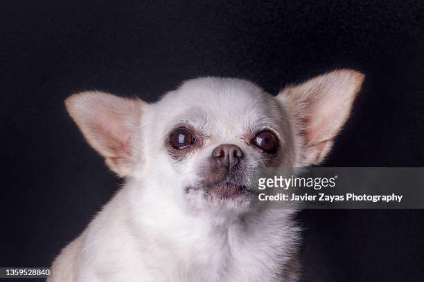 chihuahua dog portrait - chihuahua dog stockfoto's en -beelden