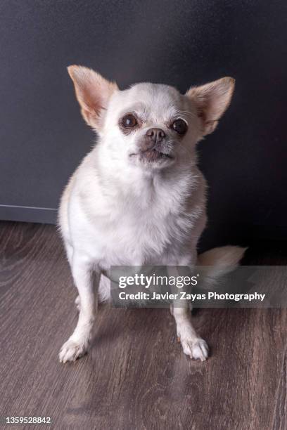 chihuahua dog portrait - ugly dog stock pictures, royalty-free photos & images