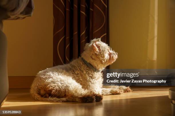 bichon dog taking sun bath - bichon frise stock pictures, royalty-free photos & images