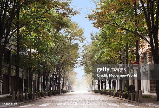 the avenue in tokyo - 並木 ストックフォトと画像