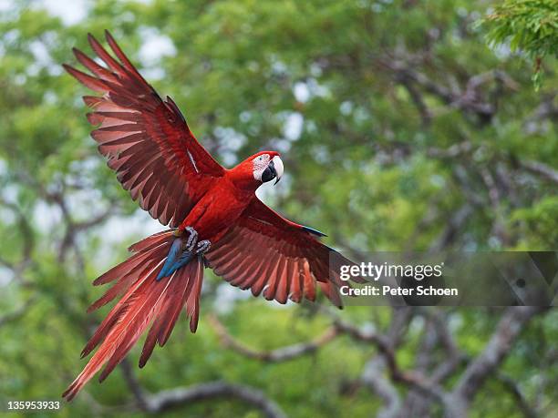 red-and-green macaw - bonito stock pictures, royalty-free photos & images