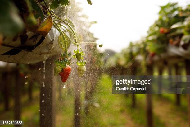fresas maduras que cuelgan de una planta de fresa en una granja orgánica - fruta baya fotografías e imágenes de stock