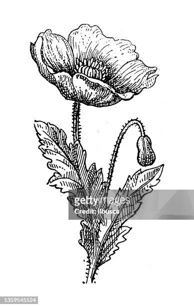 antique illustration: poppy - oriental poppy stock illustrations