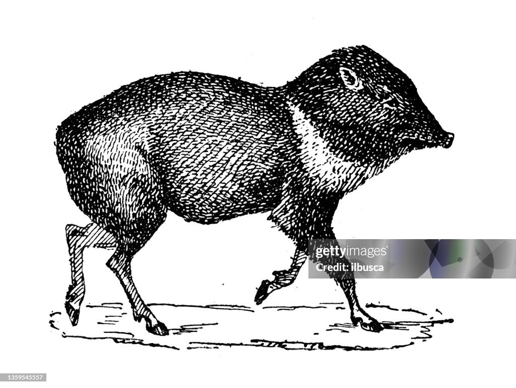 Antique illustration: Peccary