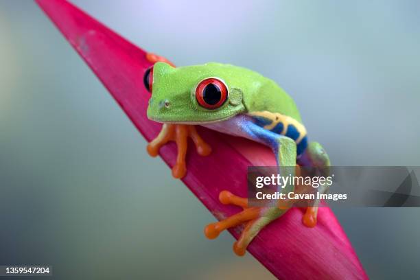 109 Funny Little Frog Photos and Premium High Res Pictures - Getty Images 109 Funny Little Frog Photos and Premium High Res Pictures - Getty Images