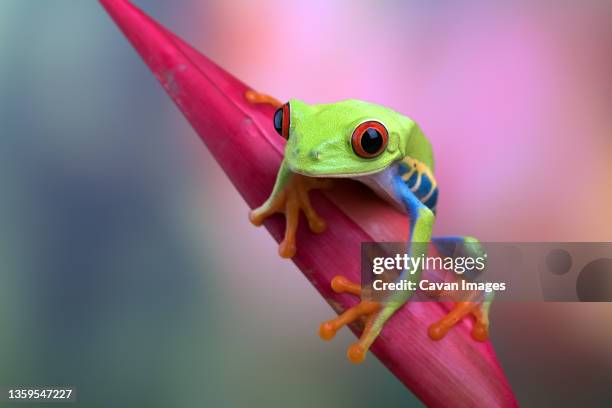 red eyed tree frogs on leaf - rana arborícola fotografías e imágenes de stock