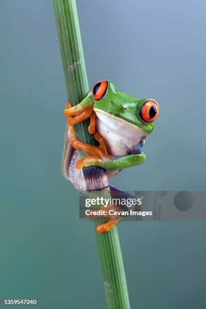 red eyed tree frogs on bamboo - green tree frog jumping stock pictures, royalty-free photos & images