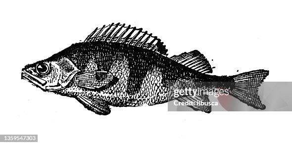 Antique illustration: Perch Antique illustration: Perch